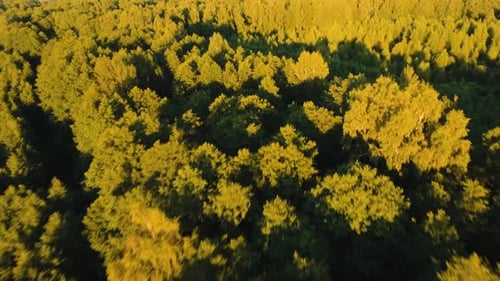 Flight Over the Green Forest.