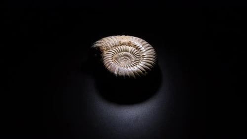 Spiraled Fossil Isolated on Black Background