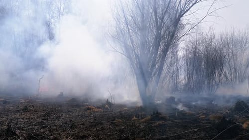 Fire in the Forest. Burning Dry Grass, Trees and Reeds. Wildfire. Slow Motion.