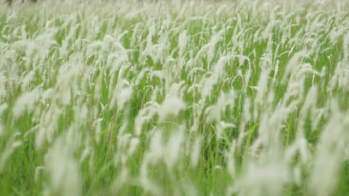 Tall Grass Blowing in Gentle Breeze