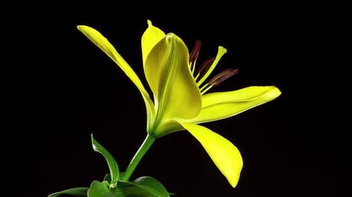 Ouverture de la fleur de lys Time Lapse