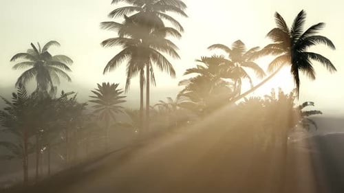 Golden Sun Rays Through Tropical Palm Trees in Hazy Landscape