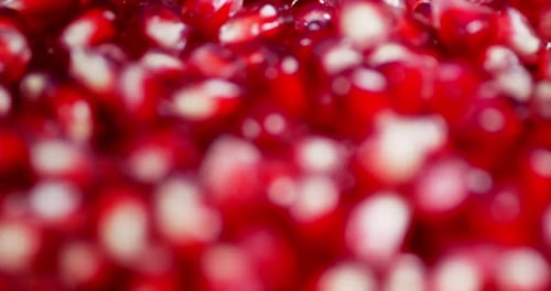 Shiny Pomegranate Seeds in Extreme Close Up