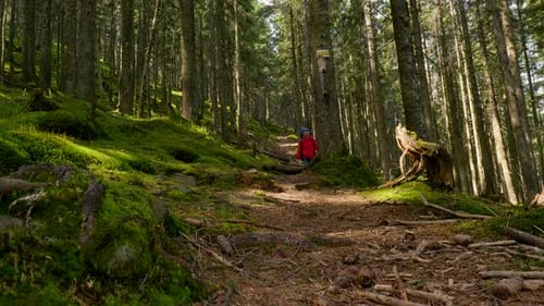 Tourist Guy mit Rucksack auf einer Wanderung auf einer Abenteuerreise in einem wunderschönen Wald