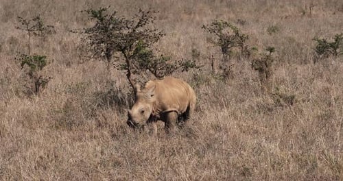 Weißes Nashorn, Ceratotherium simum, Kalbskratzen auf einem Baum, Nairobi Park in Kenia