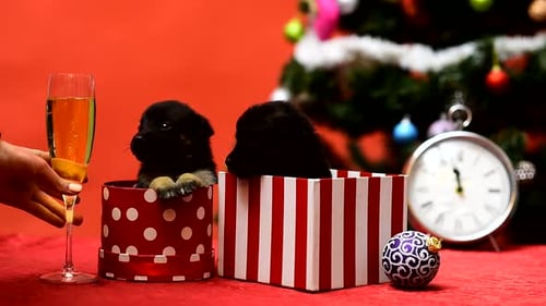 Divertido cachorro celebra la Navidad. Bebe champán. Gog on Fiesta de Año Nuevo.