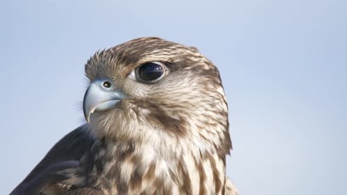 Close Up of a Wild Falcon