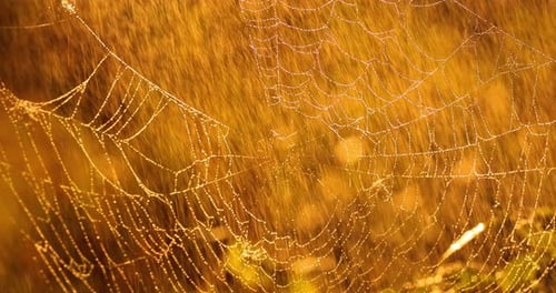 Rain in the Forest at Sunset. Cobwebs in Small Drops of Rain