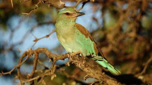 European Roller