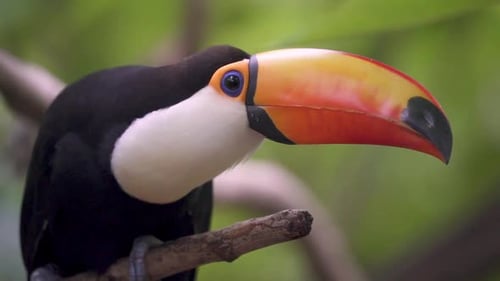 Slow motion panning shot of a common toucan perching on a tree and looking around