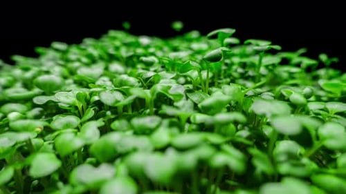 Vibrant Green Microgreens Against Black Background