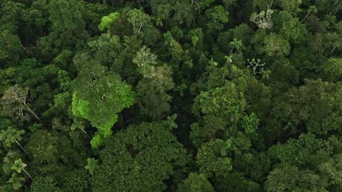 Aerial panning shot around tall tropical forest trees in shades of green