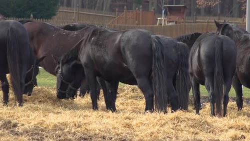 A Herd of Black Horses Eat Hay in a Paddock. Wooden Fences, a Tree House and a Forest