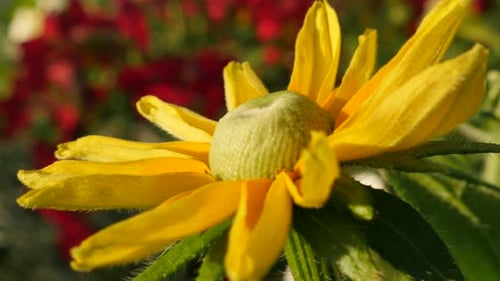Orange Rudbeckia hirta Irish Spring flower on the wind 4K 3840X2160 30fps UltraHD footage - Orang