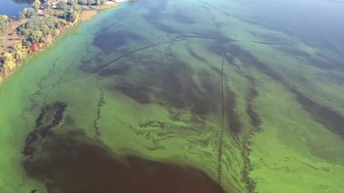 Flying over the green river. Top view of the river covered with green algae.