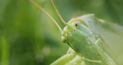 Große grüne Heuschrecke frisst Gras Makro Video