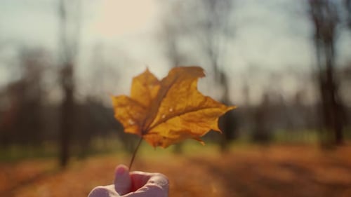 Female hold gold leaf in autumn wood close up. Beautiful sunshine in forest give lens flare