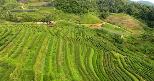 Luftaufnahme der Teeplantage-Terrasse auf dem Berg
