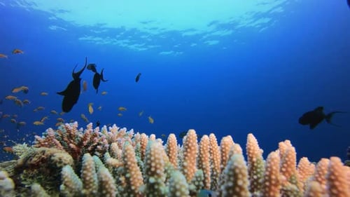 Underwater Tropical Colourful Seascape