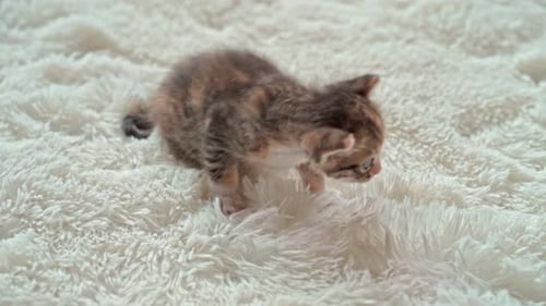 Adorable Kitten Walking on White Fluffy Blanket