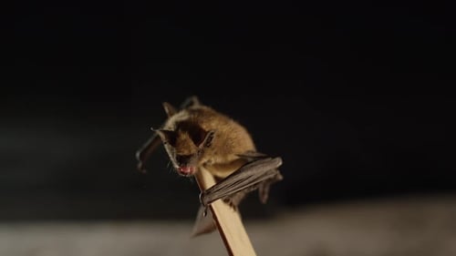 Un murciélago marrón aislado sobre fondo negro