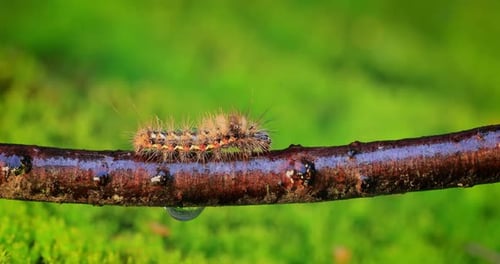 Hairy Caterpillar Crawling Along a Wet Branch