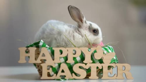 Adorable Rabbit in Easter Basket
