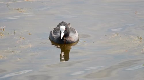 Coot Swimming in Pond