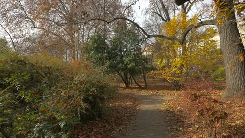 An alley in a park during autumn