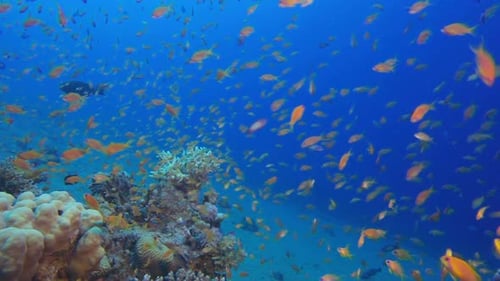 Colorful Coral Reef