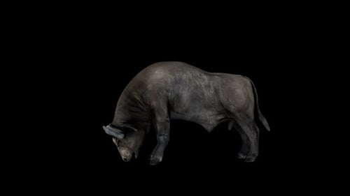 Buffalo Head Attack