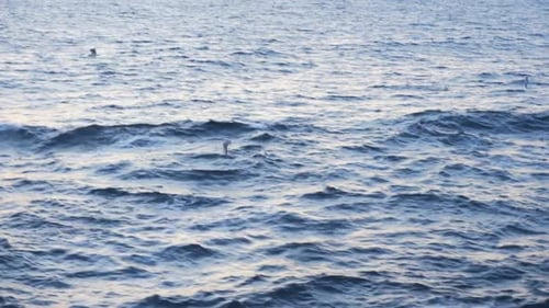 Ocean with Birds Flying During Golden Hour
