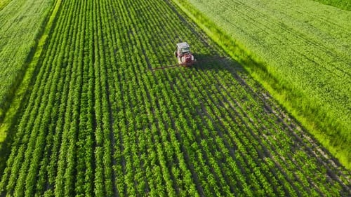Top View of Tractor Sprays Fertilizer on Agricultural Plants on the Rapeseed Field
