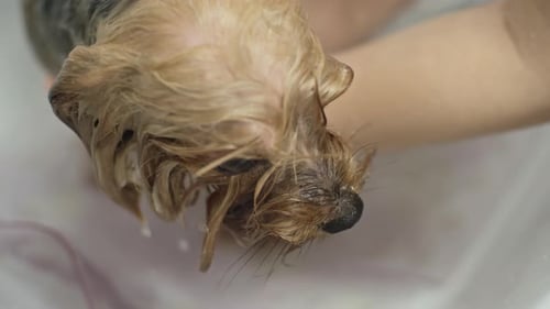 Yorkshire Terrier getting a bath closeup