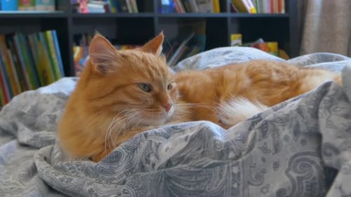 Relaxed Orange Cat Lounging Comfortably on Bed