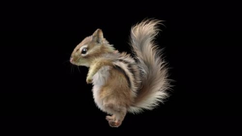 Chipmunk Walk 4K
