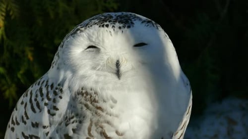 Owl portrait