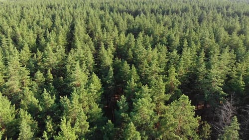 Pine Forest, Aerial View with Drone. Top View in Pine Wood Park on Forest Trees