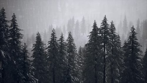 Snow Covered Pine Trees in Winter Forest Landscape
