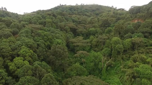 Aerial view of a forest