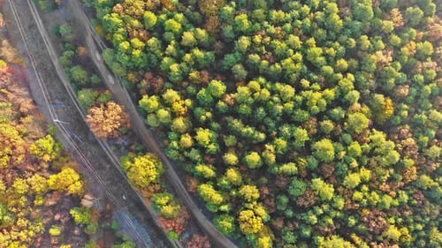 Landscape with autumn a height trees with colorful and yellow leaves aerial top view