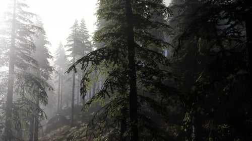 Calm Moody Forest in Misty Fog in the Morning