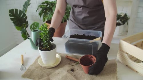 Person Repotting Green Plant Indoors
