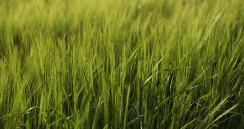 Green Wheat Field And Sunny Day. Ripening Ears Of Meadow Wheat Field