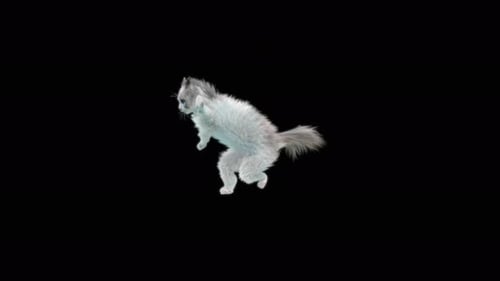Katze 4K