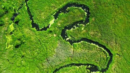 River among the green swamps in summer, view from above, Poland