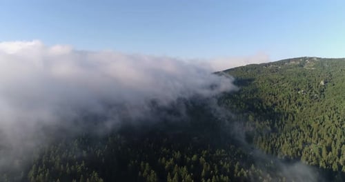 Forest And Over The Clouds Aerial View