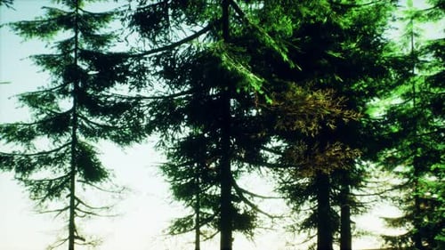 Green Cone Trees in Bright Sun Light