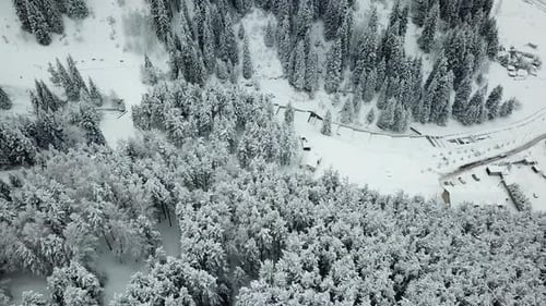 The winter forest in the mountains is covered with fresh snow, Snow falls in the forest