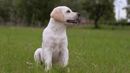 Adorable Labrador Puppy Running Through Green Grass